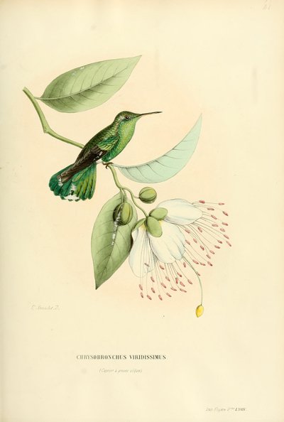 Polytmus Theresiae Theresiae by Louis Victor Bevalet
